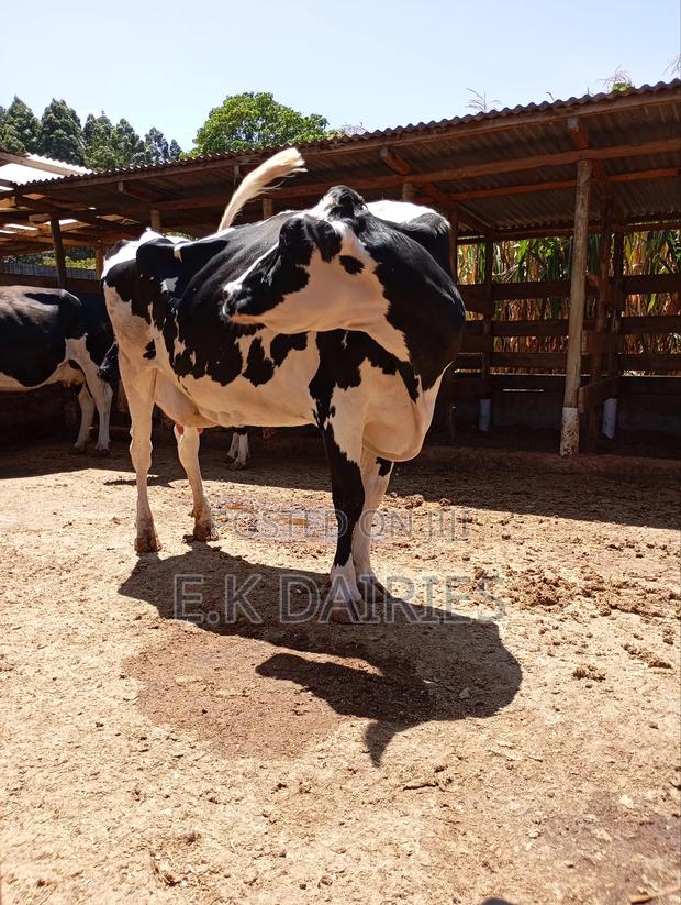 Perdigree High Yielders - thumbnail 3