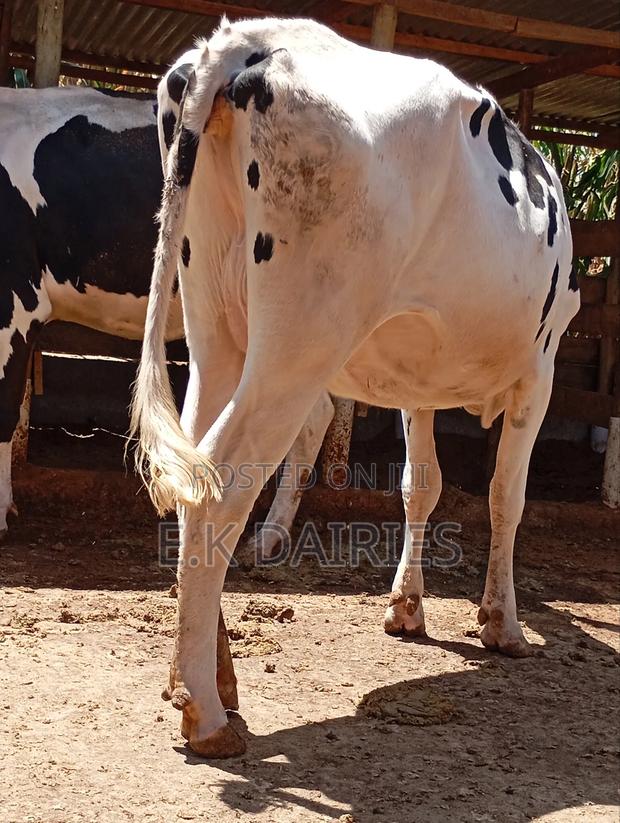 Perdigree High Yielders - thumbnail 4