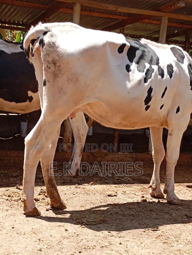 Perdigree High Yielders - thumbnail 5