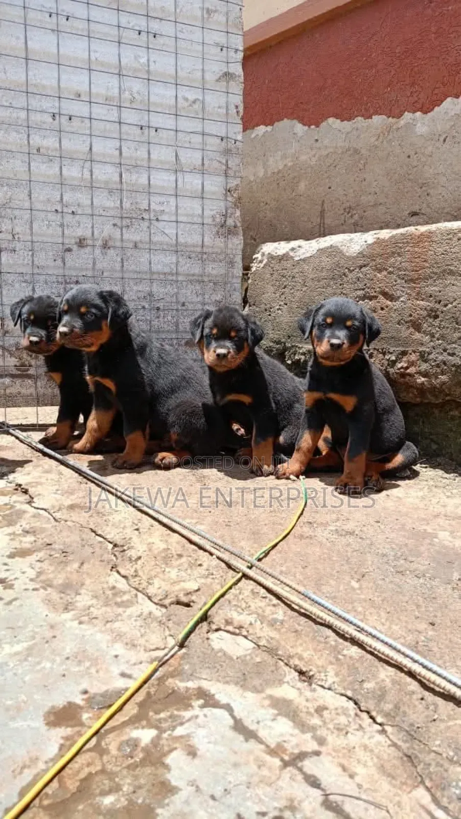 1-3 months Female Purebred Rottweiler