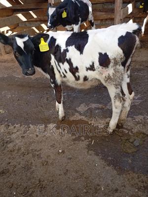 Perdigree 6 Months Old Heifer - thumbnail 2