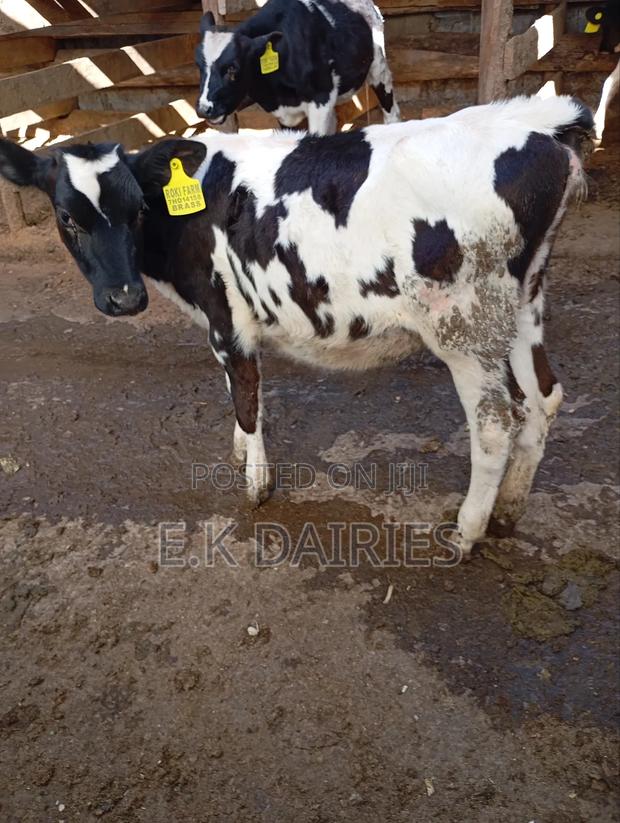 Perdigree 6 Months Old Heifer - main view