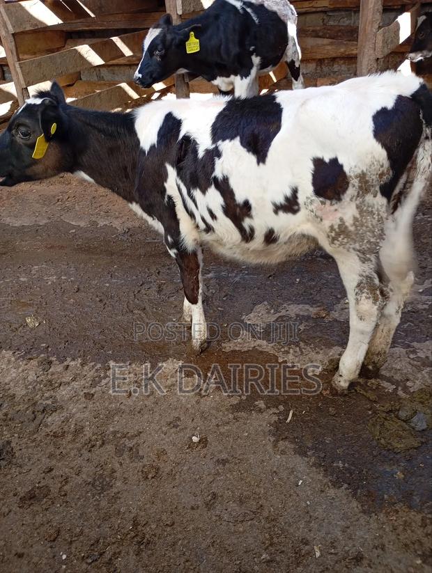 Perdigree 6 Months Old Heifer - thumbnail 3