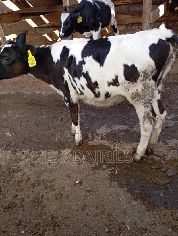 Perdigree 6 Months Old Heifer - thumbnail 4
