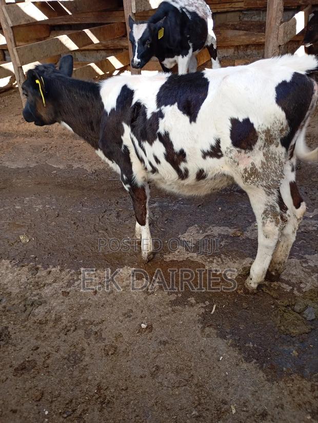 Perdigree 6 Months Old Heifer - thumbnail 5