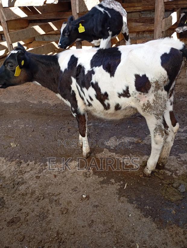 Perdigree 6 Months Old Heifer - thumbnail 6