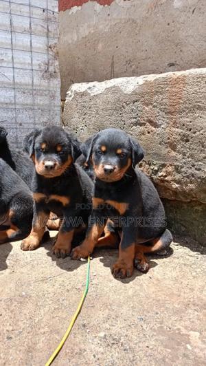 1-3 months Female Purebred Rottweiler - thumbnail 2