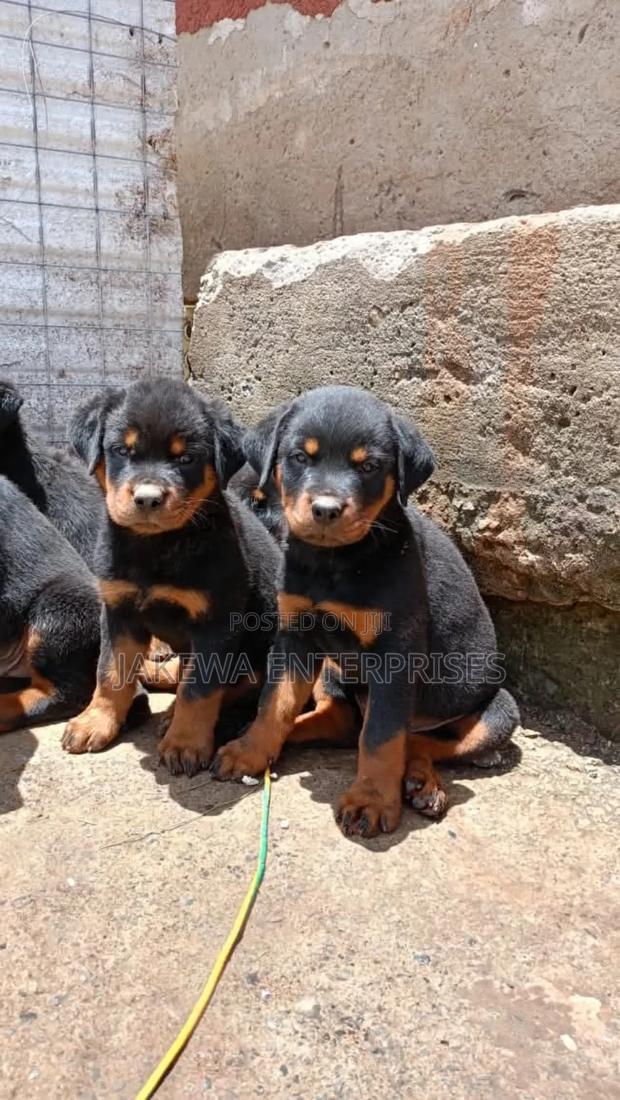 1-3 months Female Purebred Rottweiler - main view