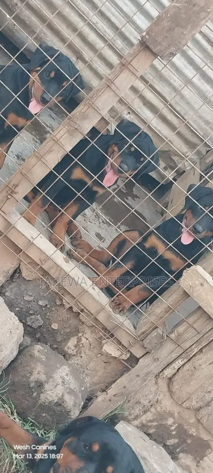 1-3 months Male Purebred Rottweiler