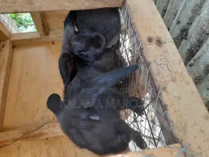 Flemish Giant Rabbits