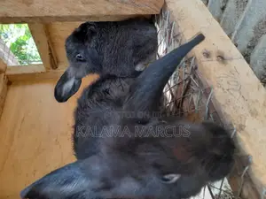 Flemish Giant Rabbits