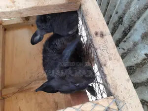 Flemish Giant Rabbits