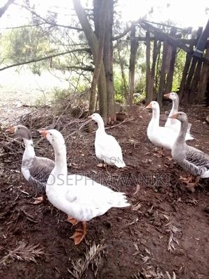 Goose For Sale - thumbnail 2