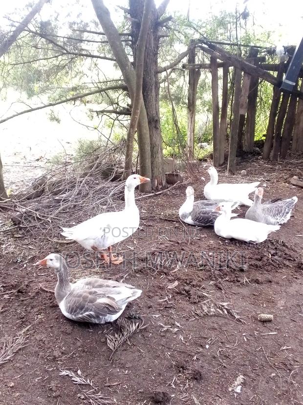 Goose For Sale - thumbnail 3