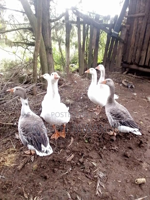 Goose For Sale - thumbnail 4