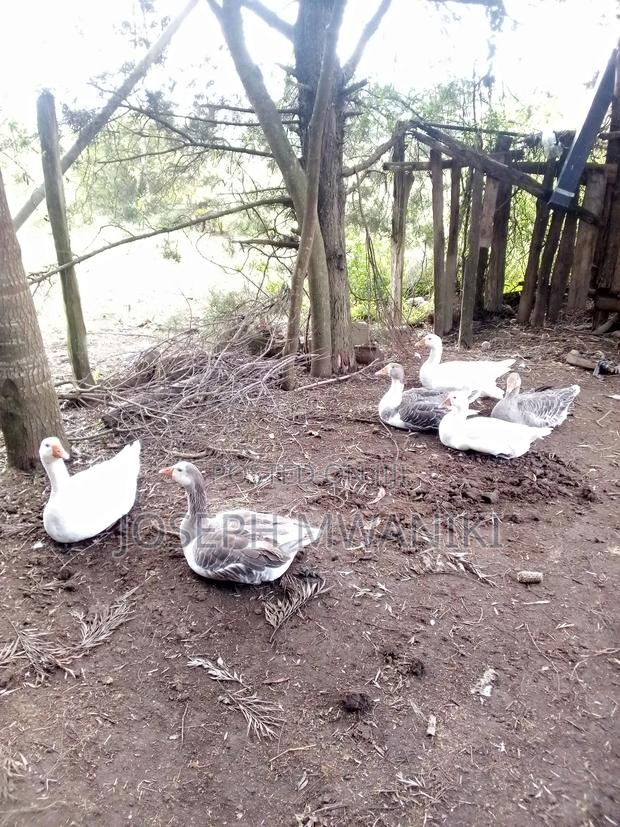 Goose For Sale - thumbnail 5