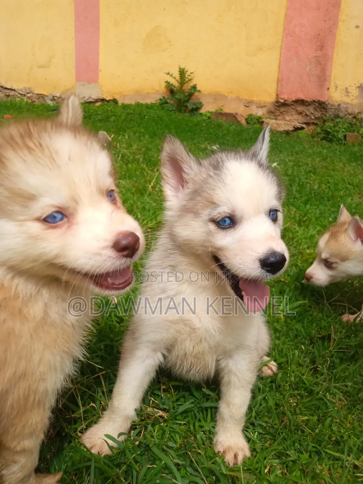 1-3 months Female Purebred Siberian Husky