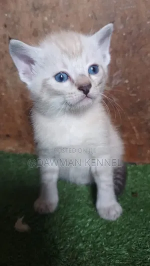 1-3 months Male Purebred Siamese