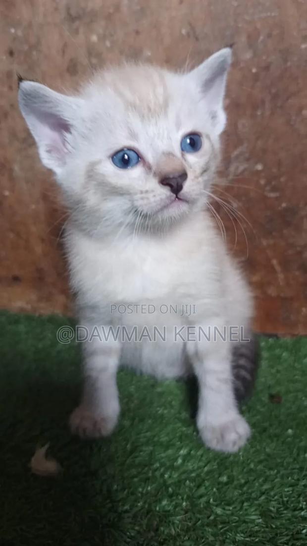 1-3 months Male Purebred Siamese - main view