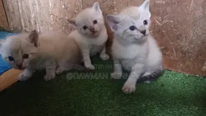 1-3 months Male Purebred Siamese