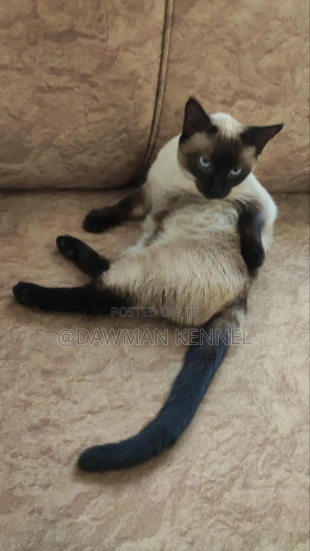 3-6 months Male Purebred Siamese - main view