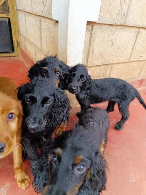 3-6 months Male Purebred Cocker Spaniel - thumbnail 2