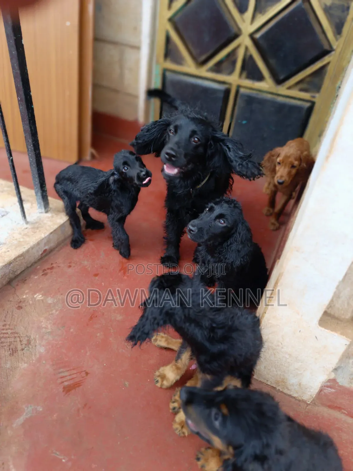 3-6 months Female Purebred Cocker Spaniel