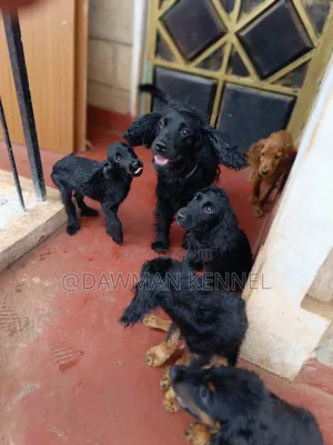 3-6 months Female Purebred Cocker Spaniel