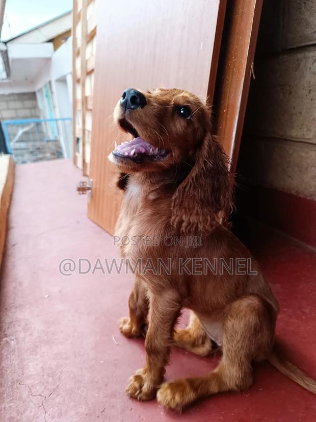 3-6 months Female Purebred Cocker Spaniel - main view