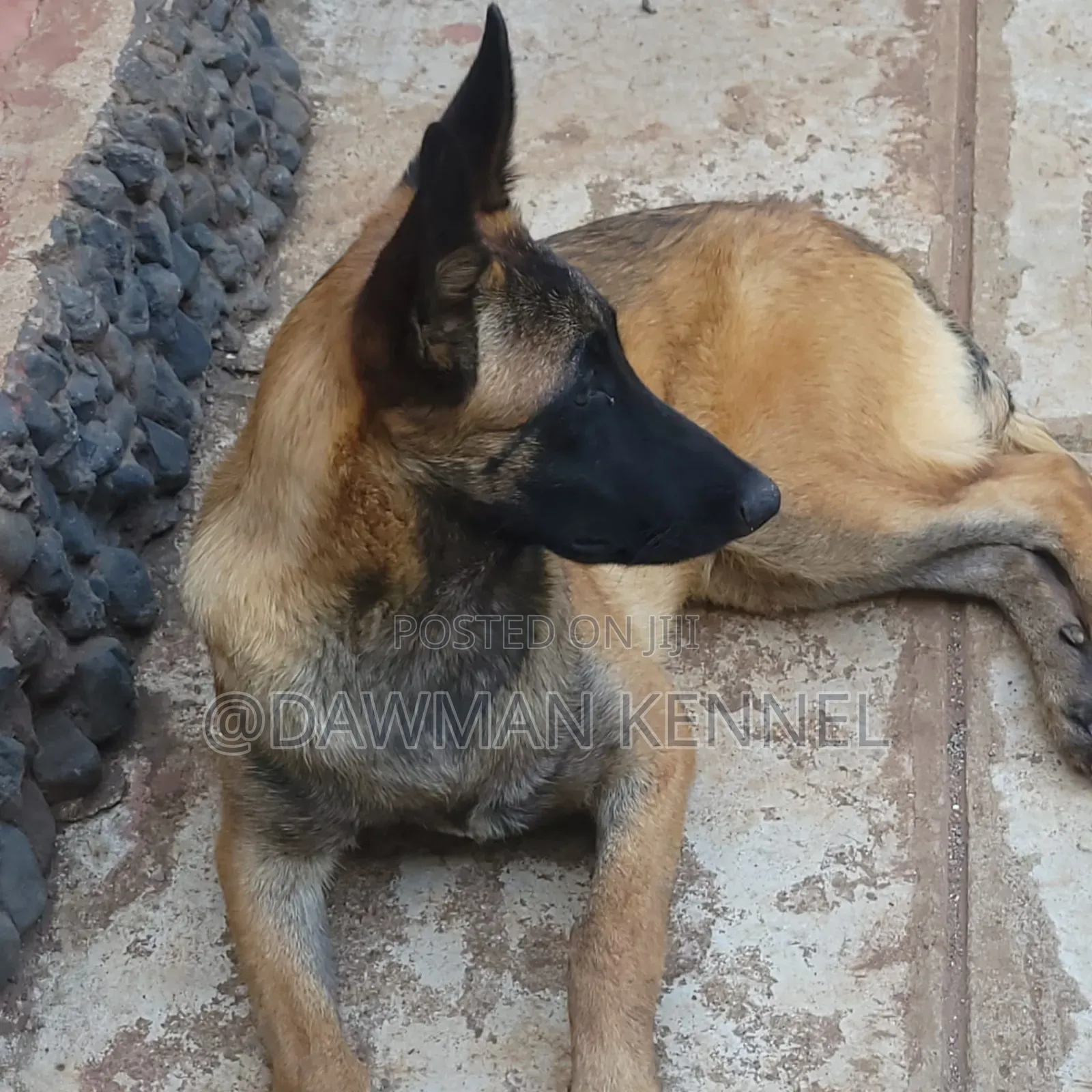 3-6 months Male Purebred Belgian Malinois