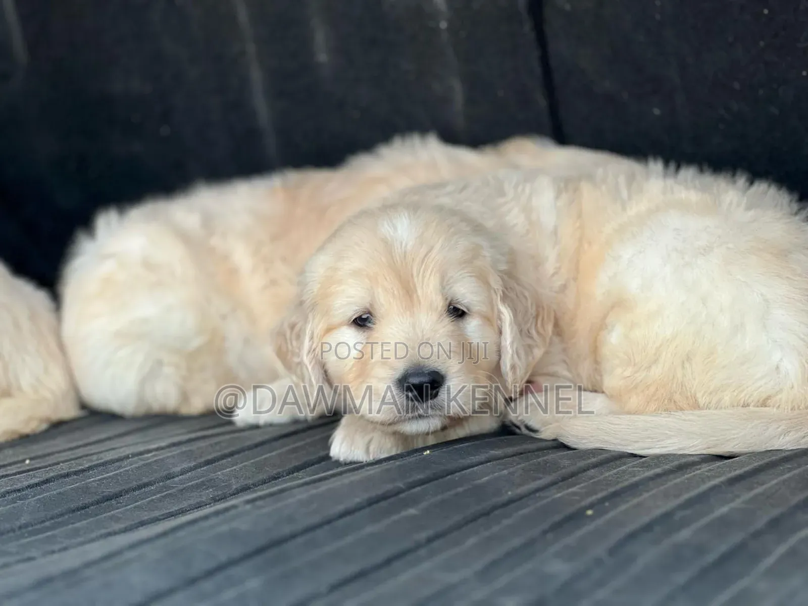 1-3 months Male Purebred Golden Retriever
