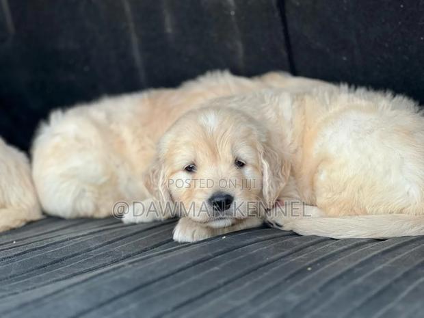 1-3 months Male Purebred Golden Retriever