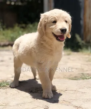 1-3 months Male Purebred Golden Retriever