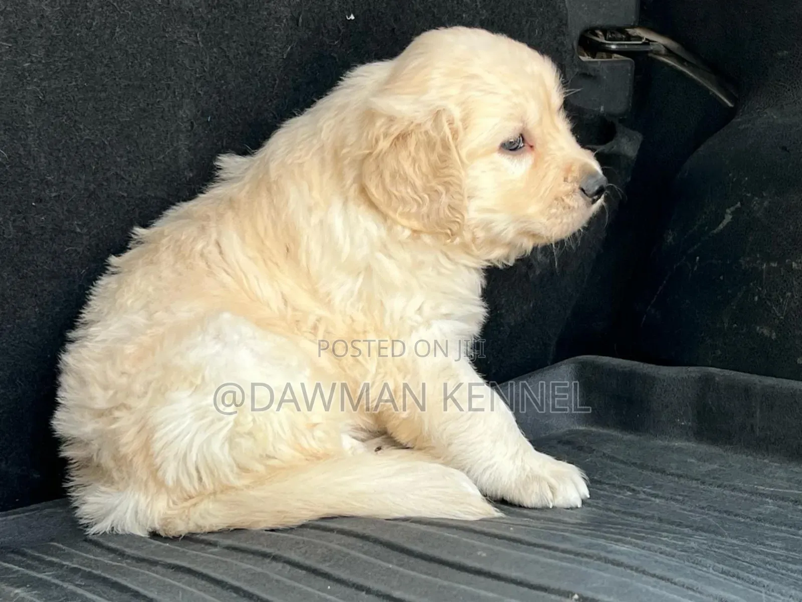 1-3 months Male Purebred Golden Retriever