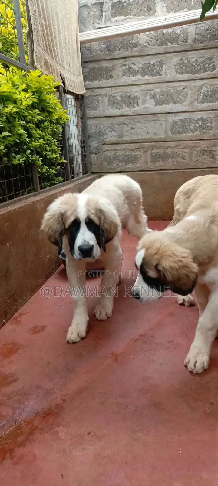 3-6 months Male Purebred Saint Bernard