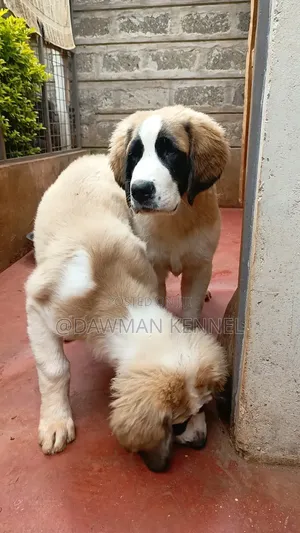 3-6 months Male Purebred Saint Bernard