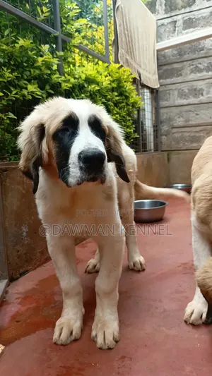 3-6 months Male Purebred Saint Bernard
