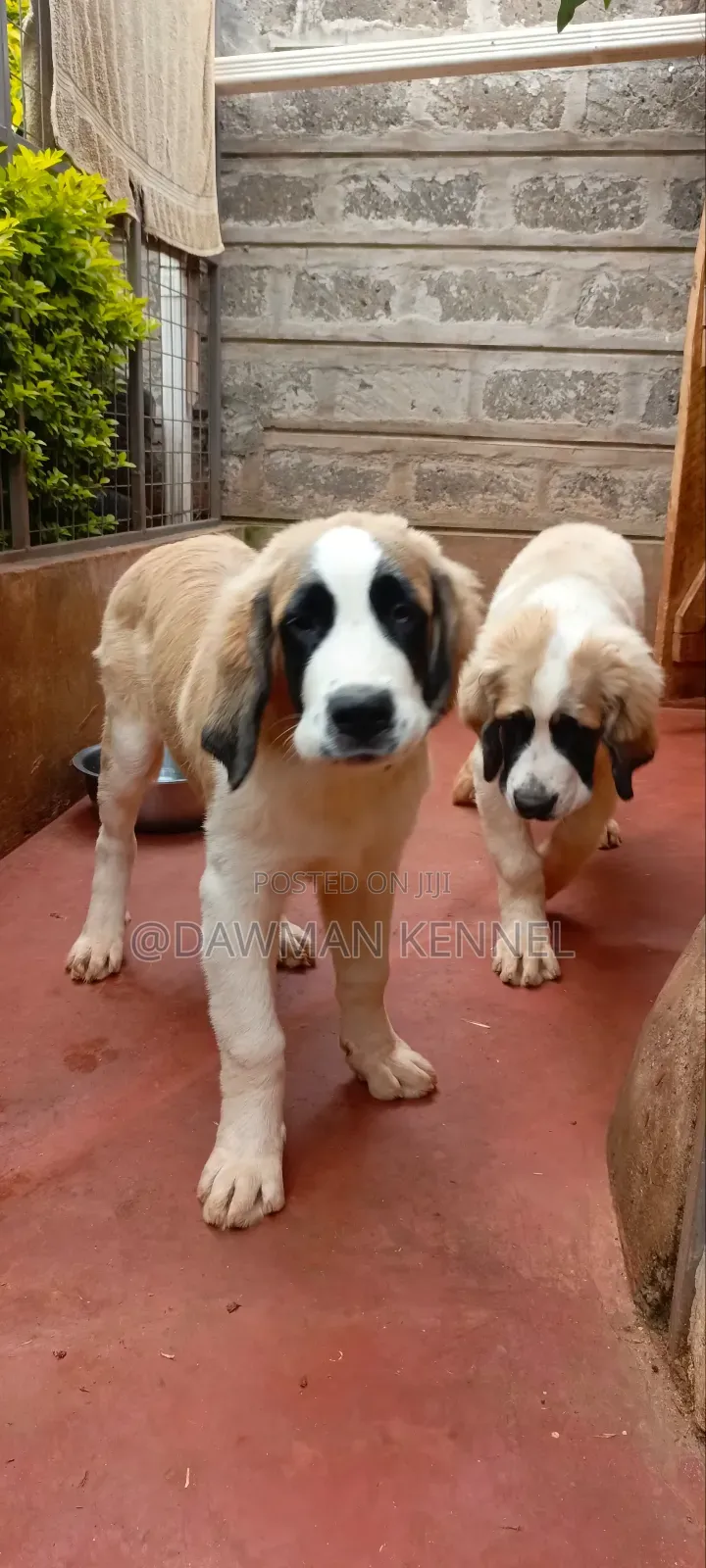 3-6 months Male Purebred Saint Bernard