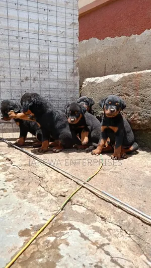 1-3 months Female Purebred Rottweiler