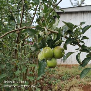 Grafted Apple Seedlings - thumbnail 2