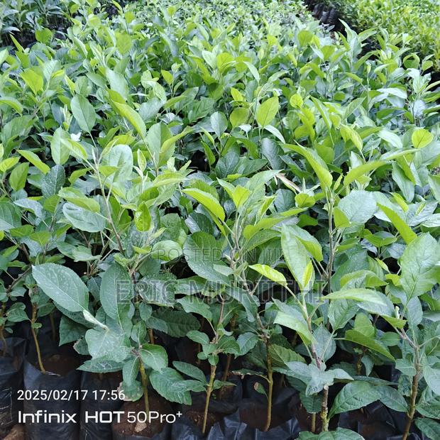 Grafted Apple Seedlings - thumbnail 3