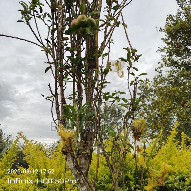 Grafted Apple Seedlings - thumbnail 4