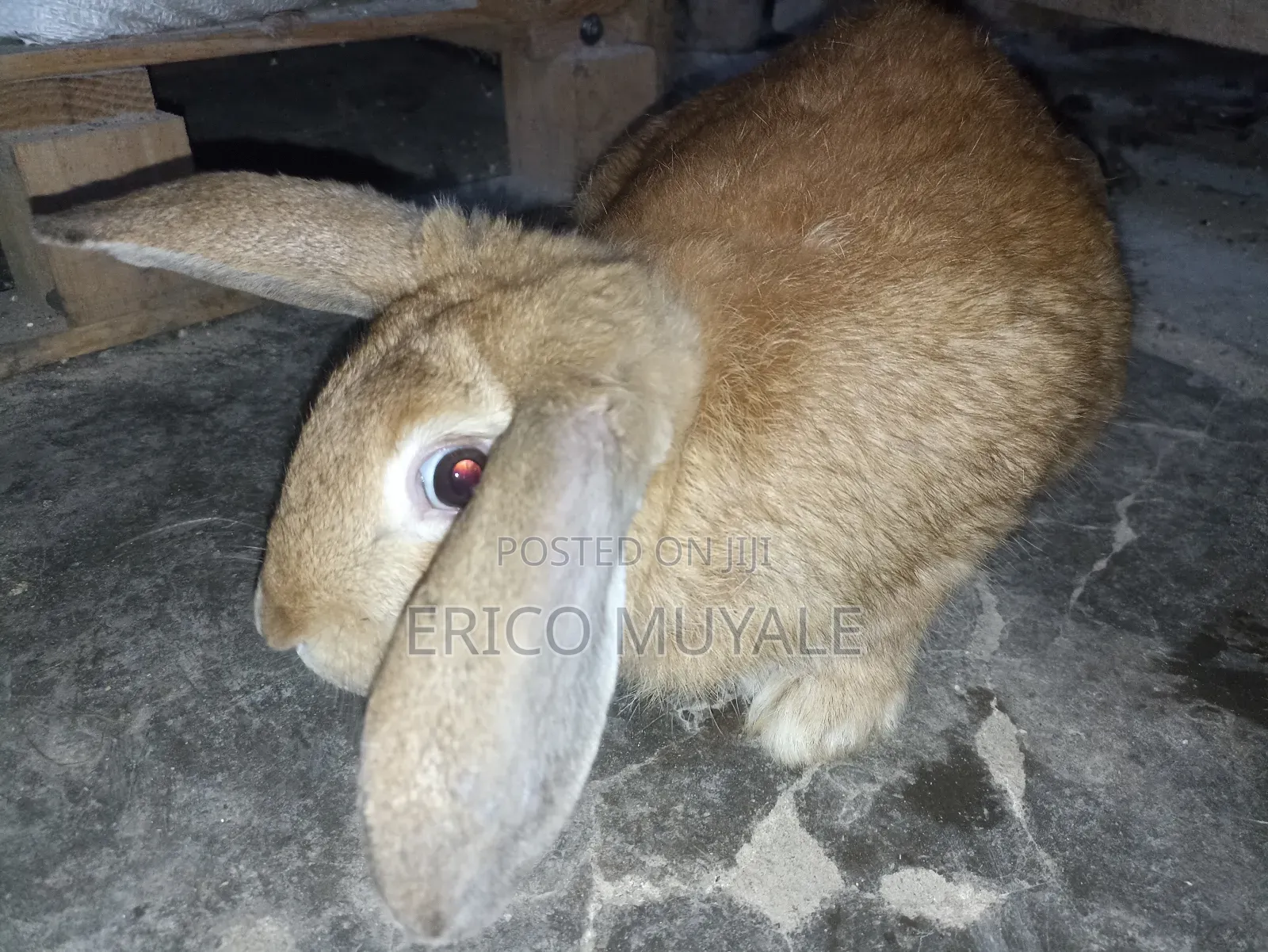 Angora Rabbits