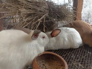 Angora Rabbits