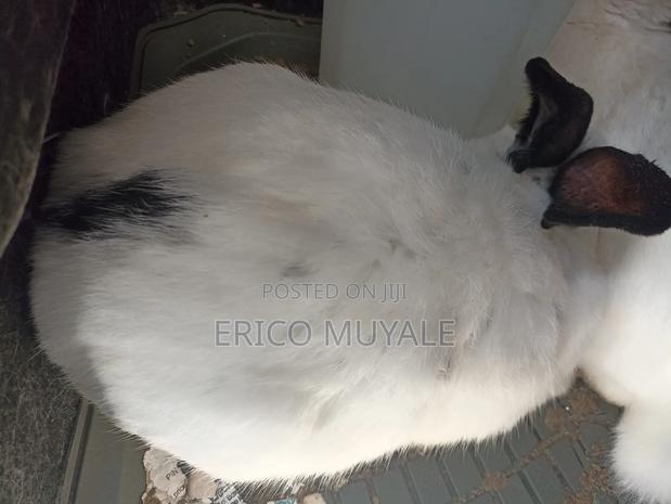 Angora Rabbits - thumbnail 7