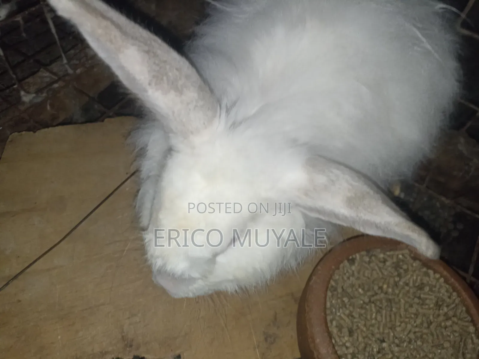 Rabbit Farming
