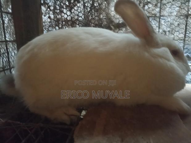 Rabbit Farming - thumbnail 17