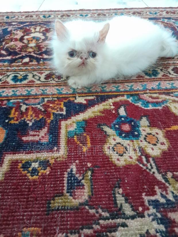 1-3 months Female Purebred Persian - main view