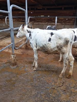 5 Months Old Heifer - thumbnail 2