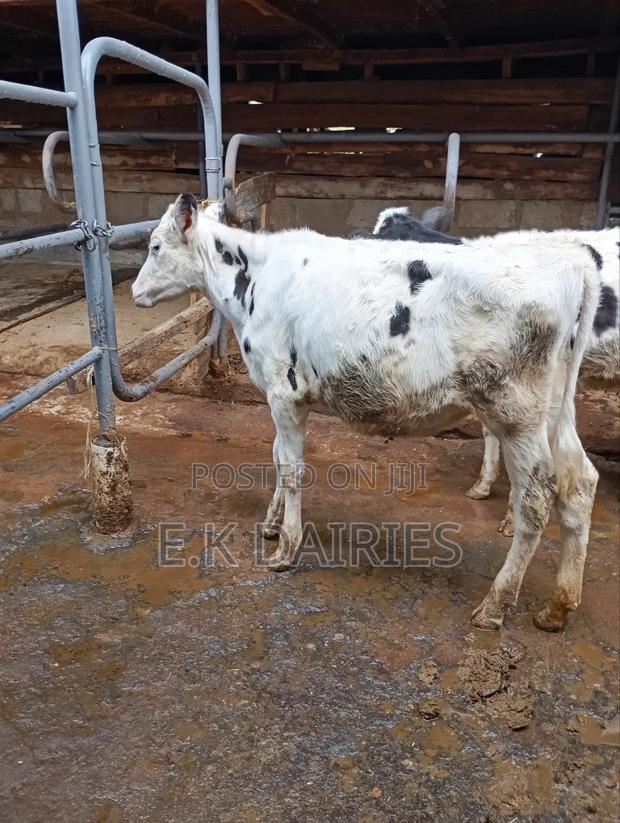 5 Months Old Heifer - main view